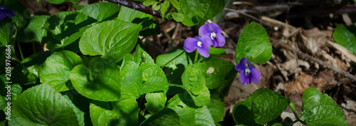 Close-up Panorama of a group of purple flowered Wild Violets (Viola papilionacea)