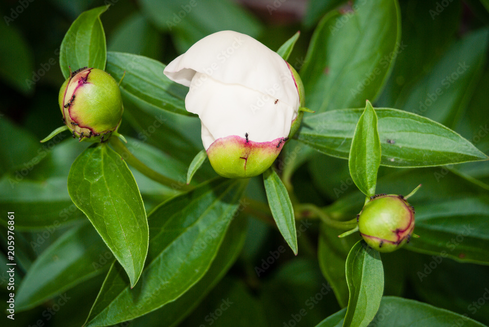 Obraz premium WHite Peony Buds begining to open
