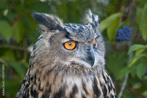 Eagle Owl