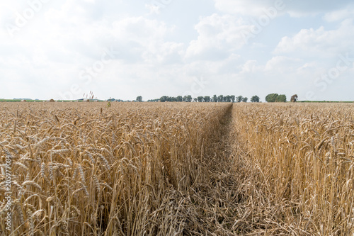 Golden grain field close up view and track