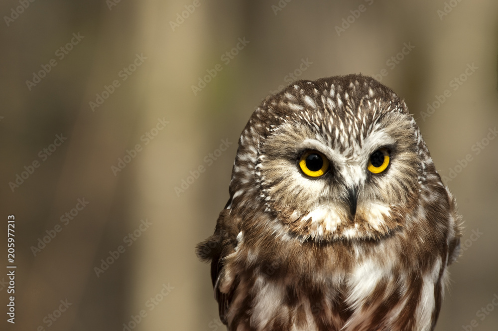 Saw-whet Owl Saw-whet Owl