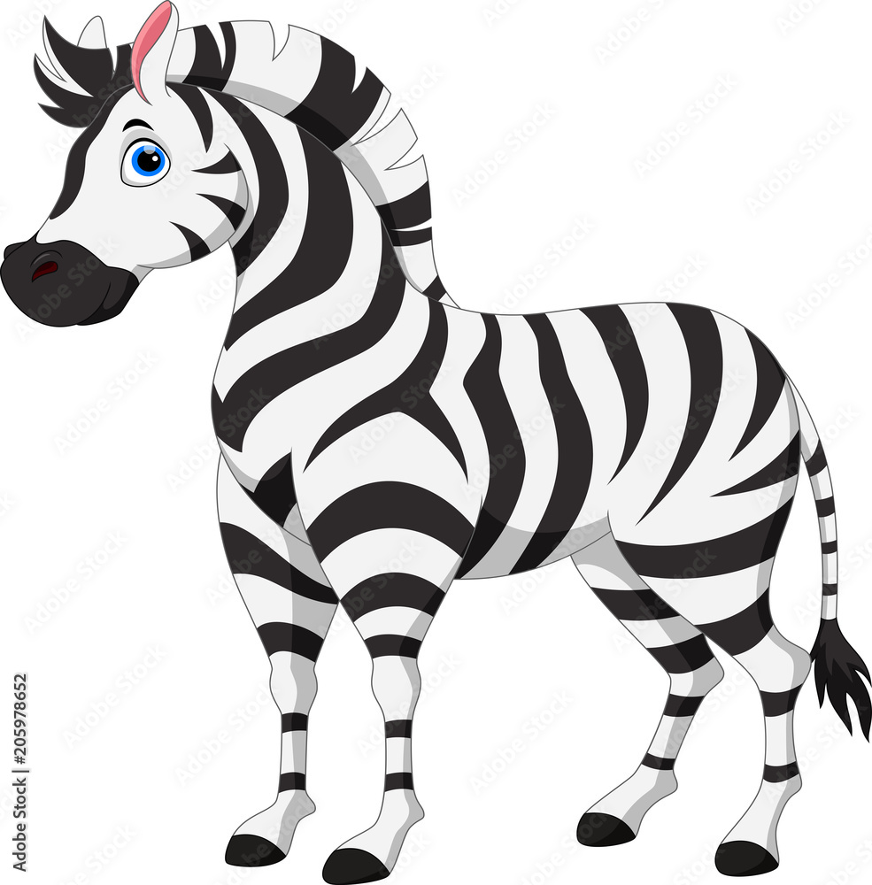 Cute zebra cartoon isolated on white background Cute zebra cartoon isolated on white background