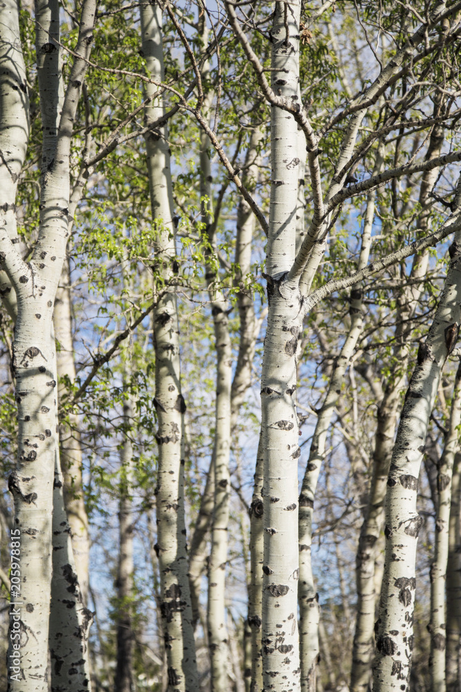 Fototapeta premium Grove of poplar Trees in the spring; fresh green leaves on a forest of poplar trees