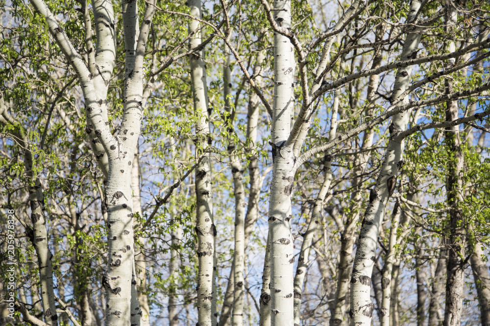 Grove of poplar Trees in the spring; fresh green leaves on a forest of poplar trees Grove of poplar Trees in the spring; fresh green leaves on a forest of poplar trees