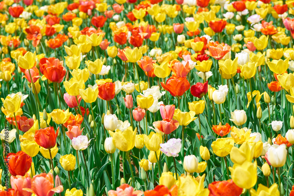 Fototapeta premium チューリップ畑