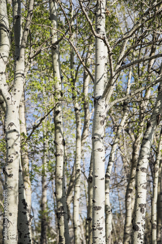 Grove of poplar Trees in the spring; fresh green leaves on a forest of poplar trees