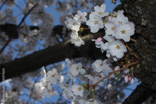 Cherry Blossoms