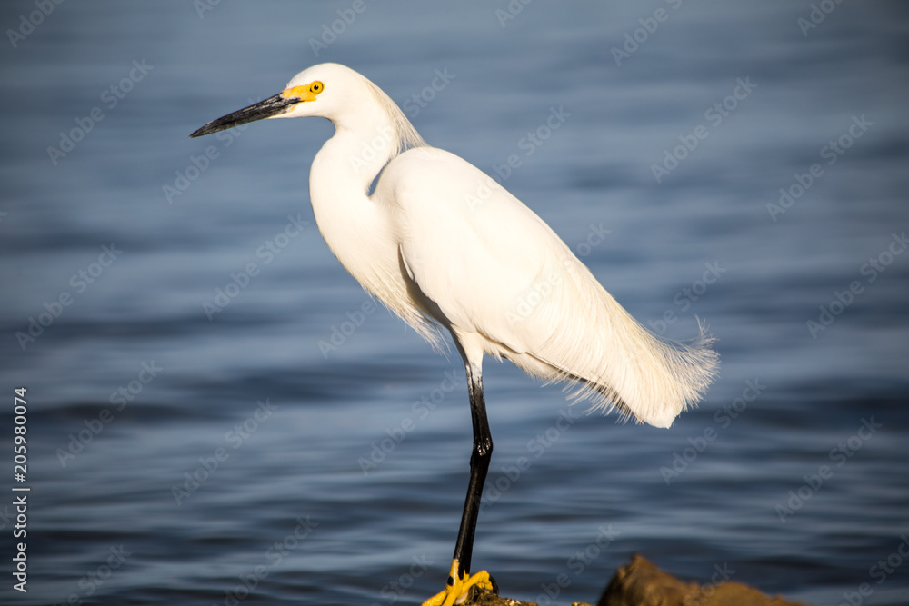 Snowy Egret or White Heron by the ocean Snowy Egret or White Heron by the ocean