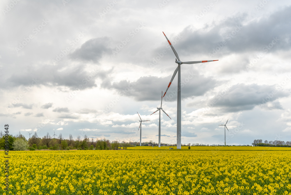 Windmills on the colza field