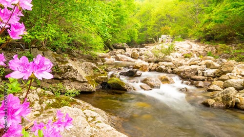 Royal Azalea of Wolseong Valley with waterfalls, time lapse. photo