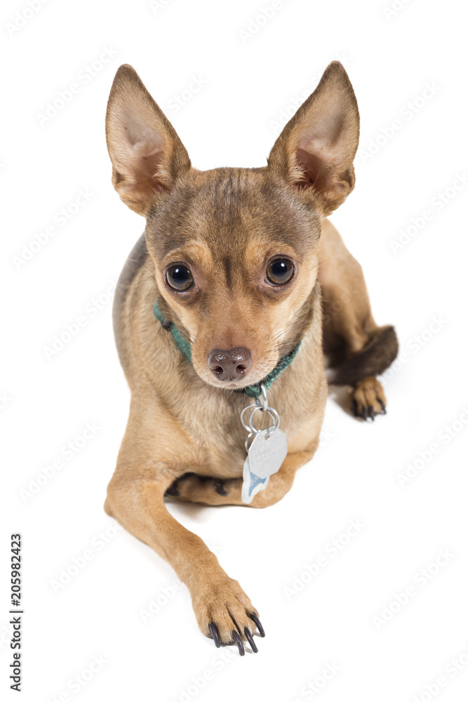 Chihuahua dog isolated against a white background Chihuahua dog isolated against a white background