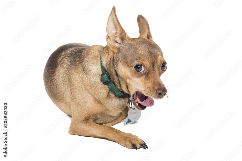 Yawning chihuahua dog isolated against a white background