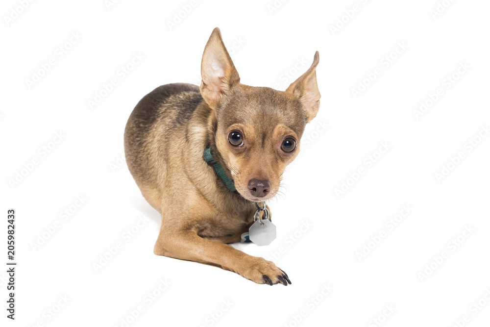 Curious chihuahua dog looking at camera isolated against a white background