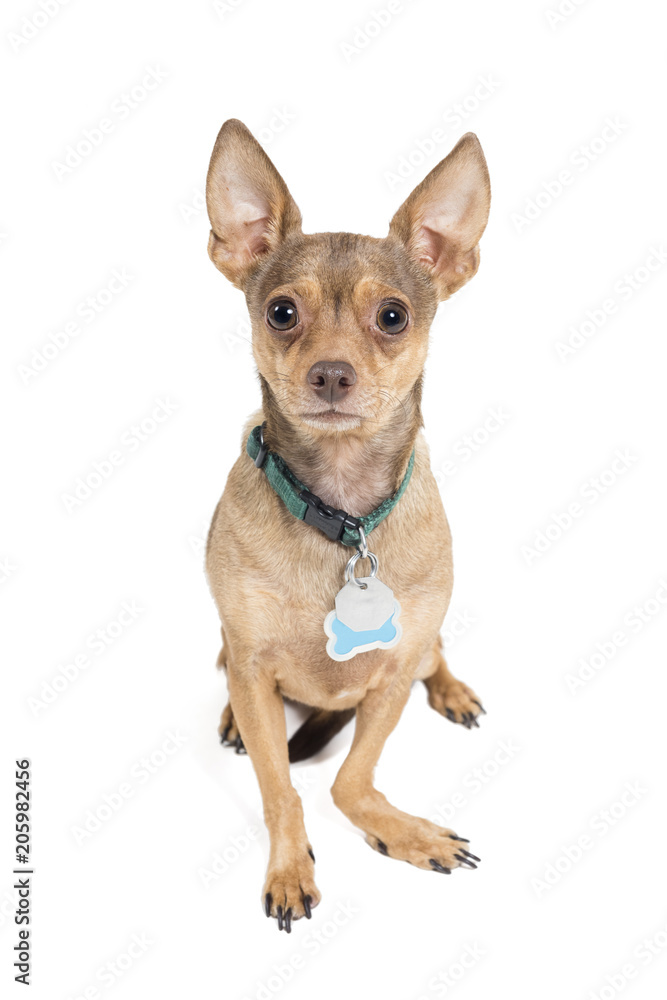 Chihuahua dog isolated against a white background Chihuahua dog isolated against a white background