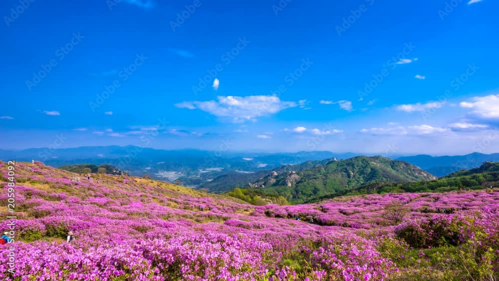 Hwangmaesan Royal Azalea Festival, Time lapse. Hwangmaesan Royal Azalea Festival, Time lapse.
