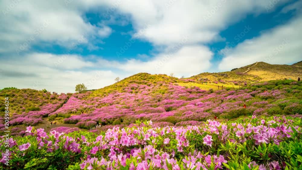 Hwangmaesan Royal Azalea Festival, Time lapse. Hwangmaesan Royal Azalea Festival, Time lapse.