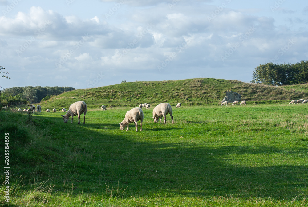 Fototapeta premium Field of sheep