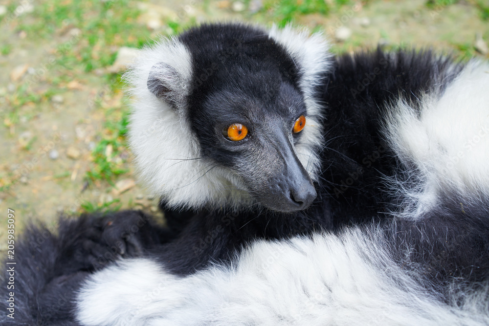 ruffed lemur from Madagascar portrait