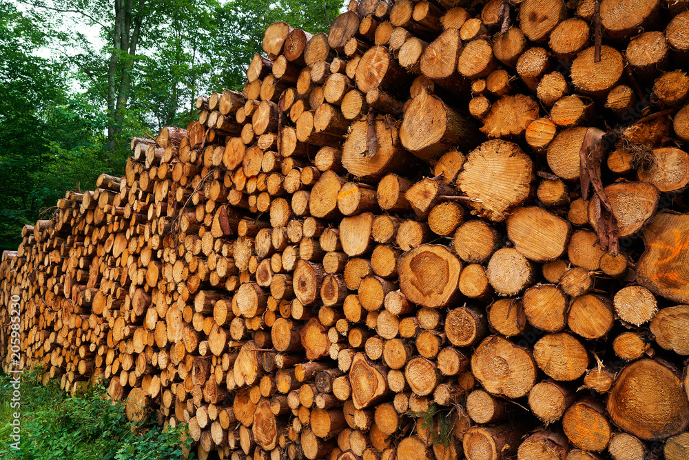Wooden logs stacked in Harz mountains Germany
