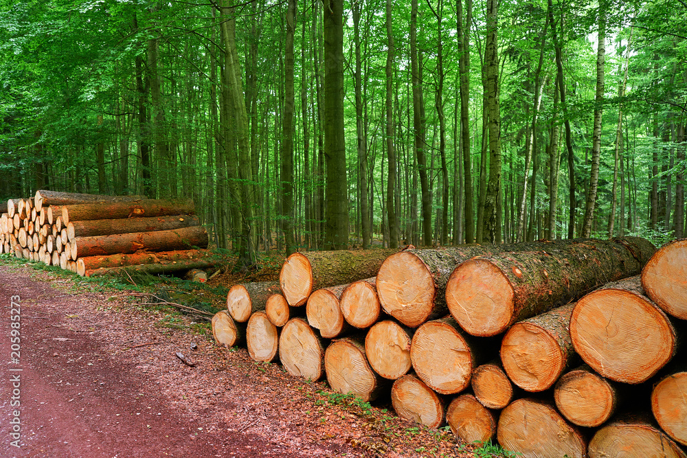 Wooden logs stacked in Harz mountains Germany Wooden logs stacked in Harz mountains Germany