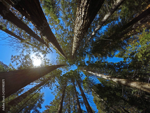 Looking up through the trees 1