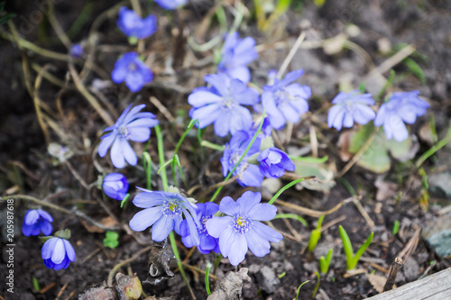 Hepatica nobilis blossoming in the garden. Selective focus.