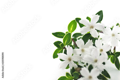 flowers of serissa on a white background