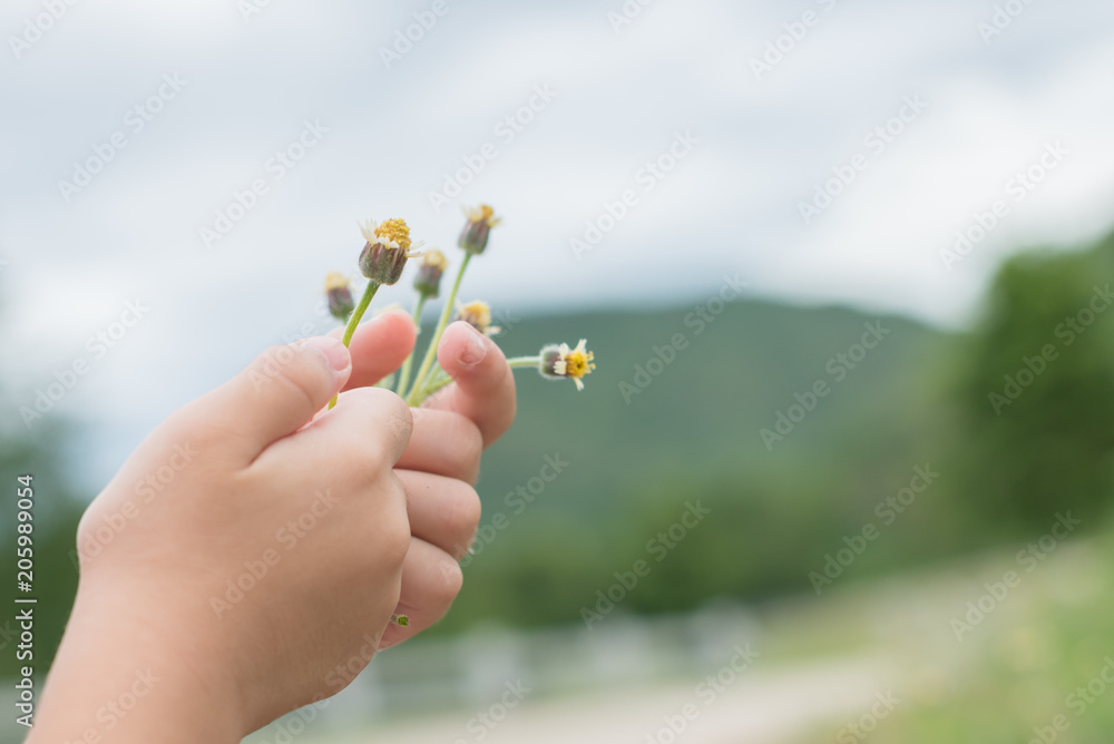 Child hand holding a flower, toned photo. Focus for flowers. Background toning for instagram filter.