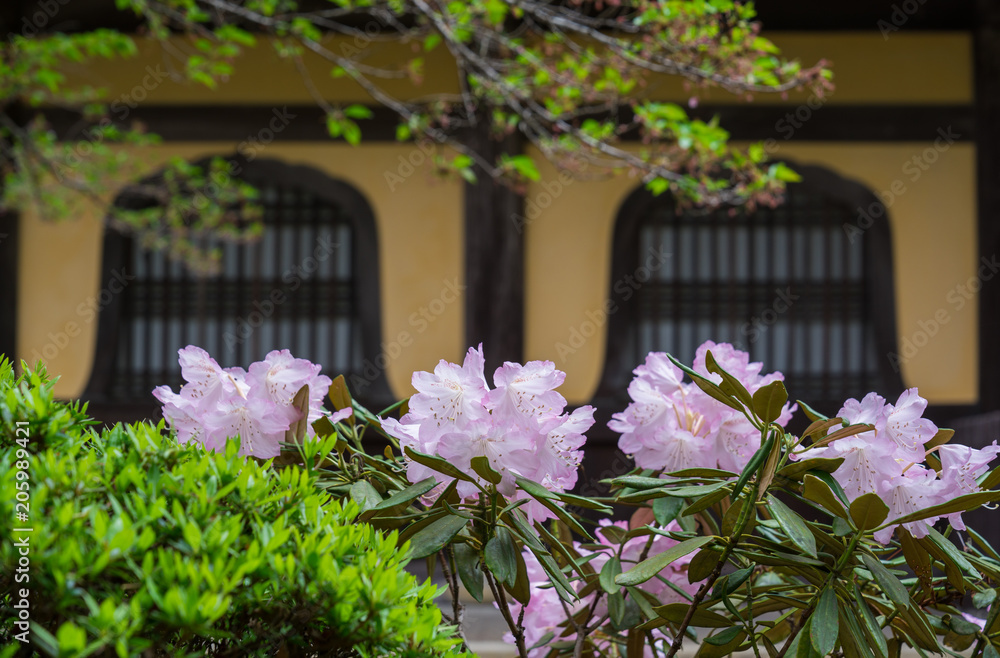 京都　南禅寺のシャクナゲの花