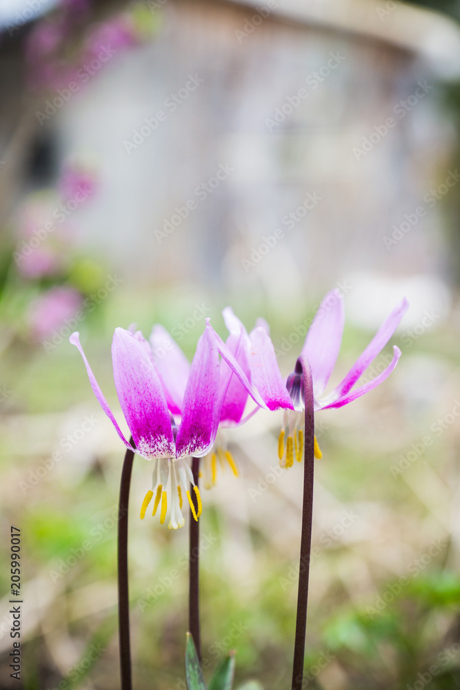 Siberian fawn lily (Erythronium sibiricum). Selective focus. Siberian fawn lily (Erythronium sibiricum). Selective focus.