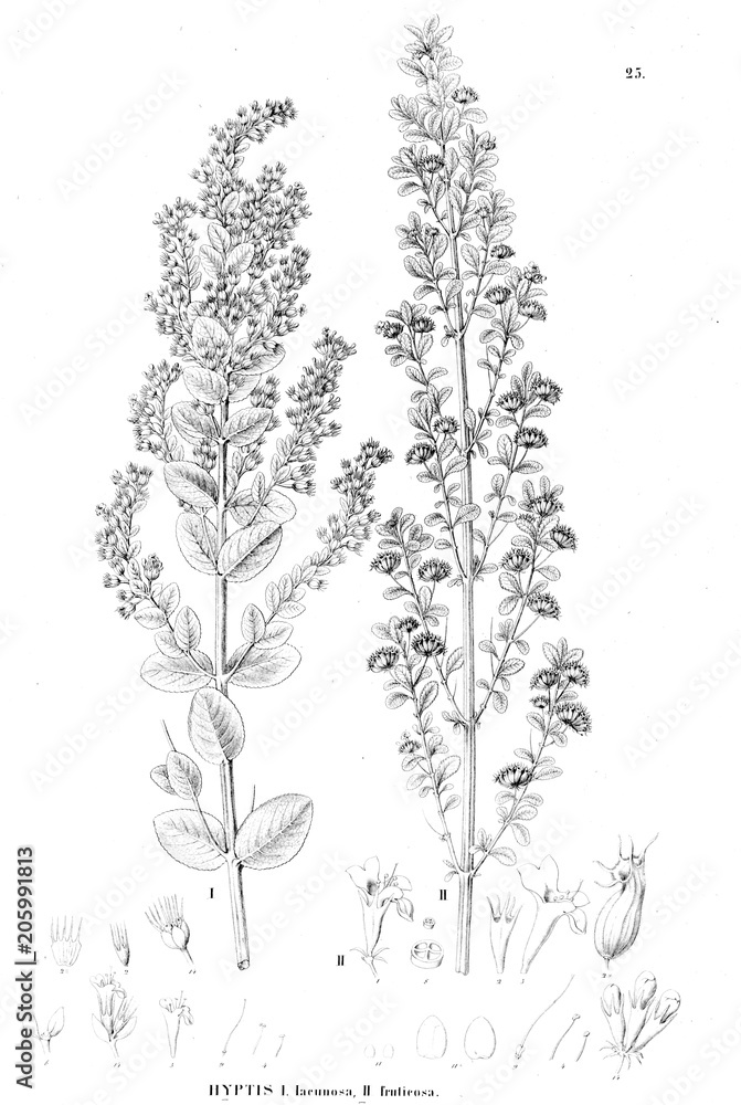 Illustration of plant Illustration of plant