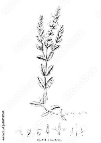 Illustration of plant