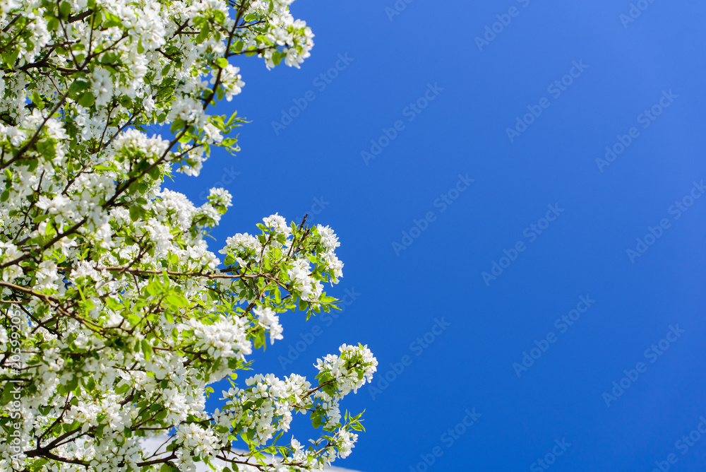 Branch with white flowers on a blue background. Branch with white flowers on a blue background.