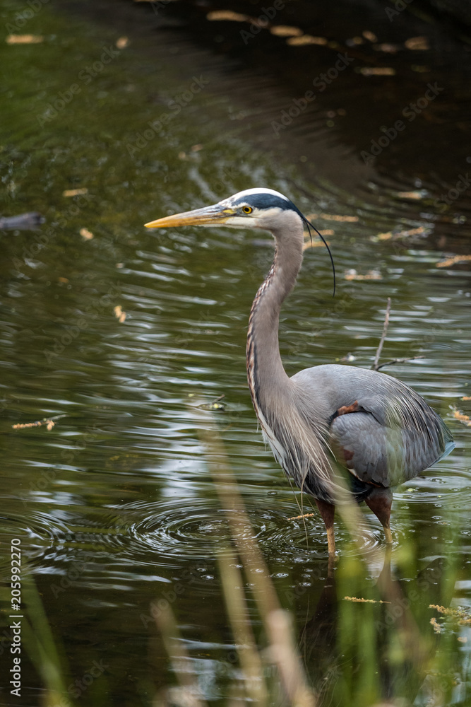 Great Blue Heron searching for fish in the pond Great Blue Heron searching for fish in the pond