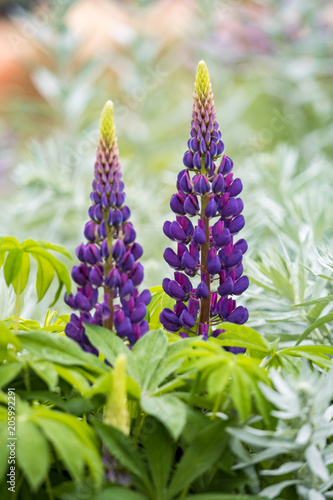 two purple lupin flowers with green background