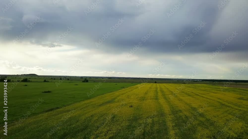Aero view from drone in field of colza Brassica napus in sunny day Aero view from drone in field of colza Brassica napus in sunny day