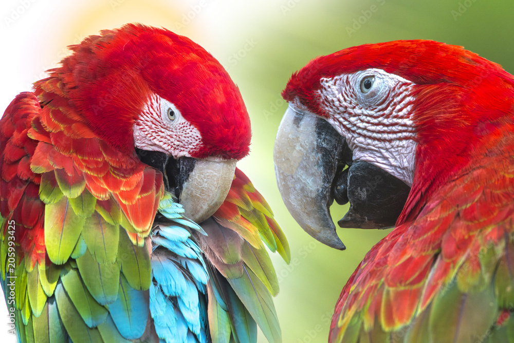 Fototapeta premium Closeup Green winged macaws