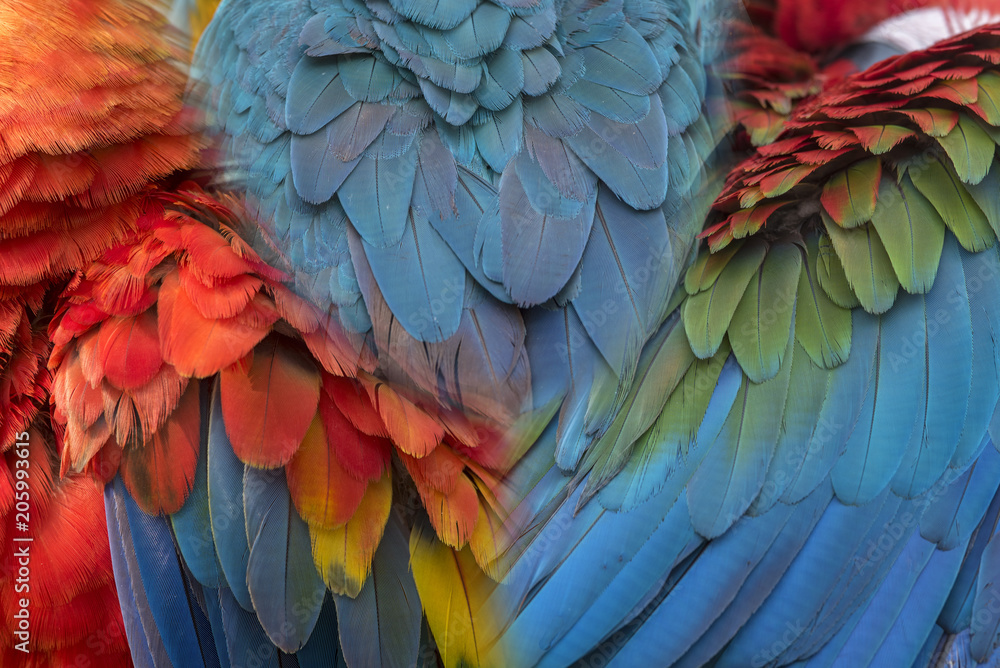 Fototapeta premium Beautiful macaw feathers
