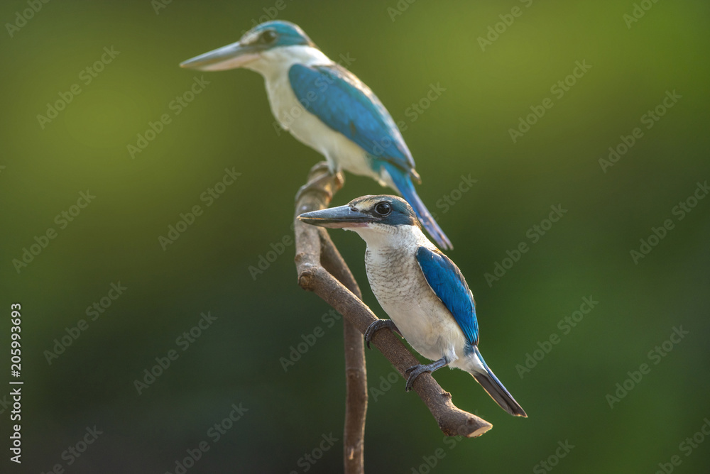 Amazing of blue and white bird (Collared or White-collared kingfisher) Amazing of blue and white bird (Collared or White-collared kingfisher)