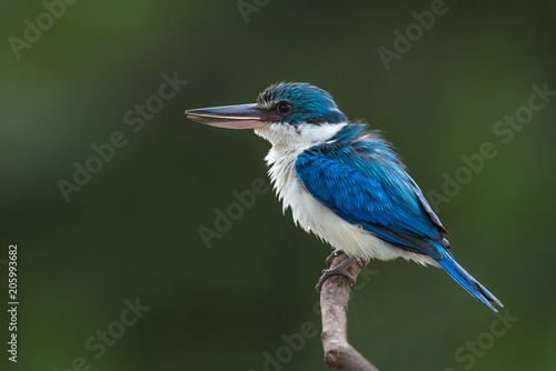Amazing of blue and white bird (Collared or White-collared kingfisher) © chamnan phanthong