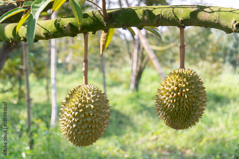 Fresh durian on the tree in the garden : selective focus. Fresh durian on the tree in the garden : selective focus.