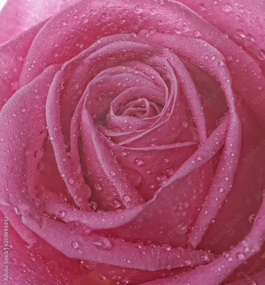 rose with water drops close up rose with water drops close up
