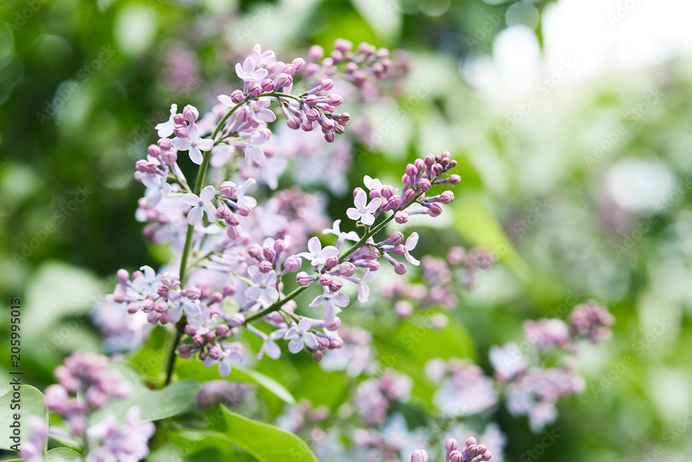 close-up shot of beautiful lilac flowers on tree outdoors close-up shot of beautiful lilac flowers on tree outdoors