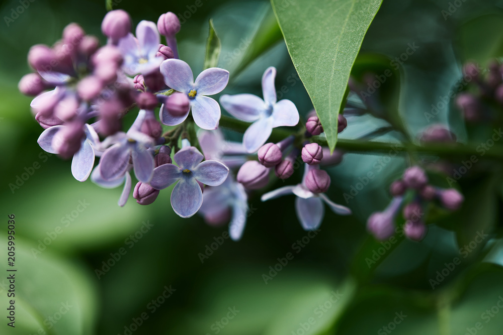 close-up shot of beautiful lilac flowers on tree outdoors close-up shot of beautiful lilac flowers on tree outdoors