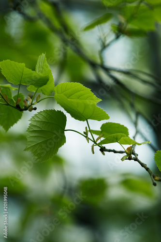 close-up shot of green tilia leaves on blurred natural background