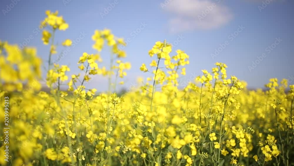 Close up slow push in on yellow canola plants growing wild in a field with sunny blue sky above Close up slow push in on yellow canola plants growing wild in a field with sunny blue sky above