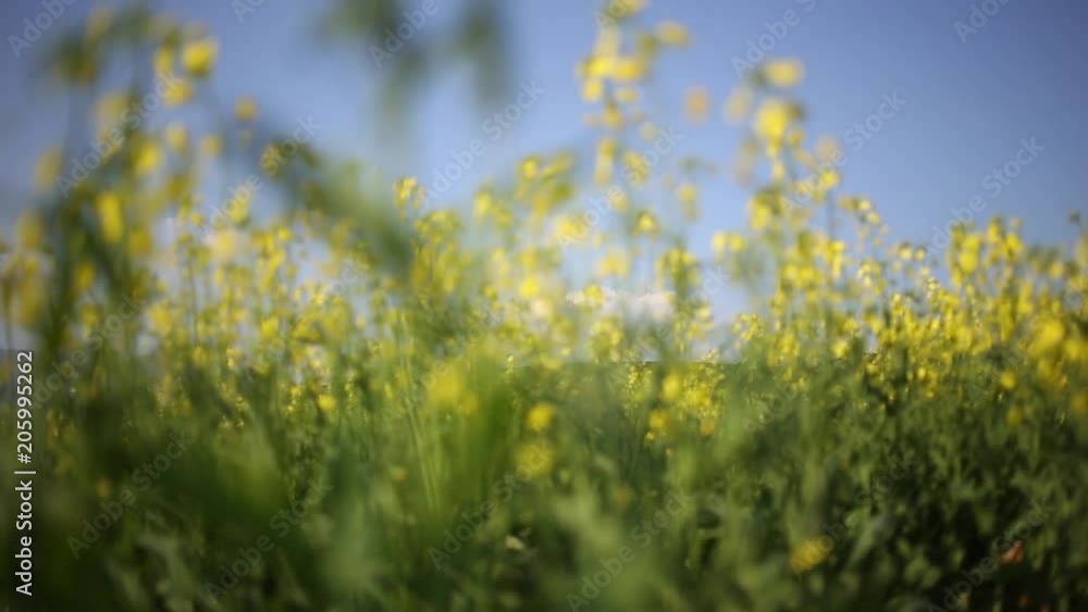 Closeup tilt up on yellow canola plants growing wild in a field with sunny blue sky above Closeup tilt up on yellow canola plants growing wild in a field with sunny blue sky above