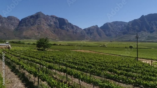 Aerial drone shot flying over rows of beautiful green vines in a vineyard in South Africa with mountains in the background photo