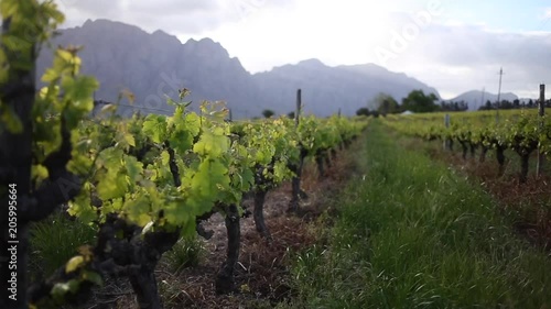 Wide pan across young sapling vines in a vineyard in the Hexriver valley in South Africa photo