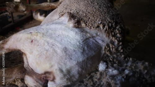 Close up video of sheep being moved around and sheered photo